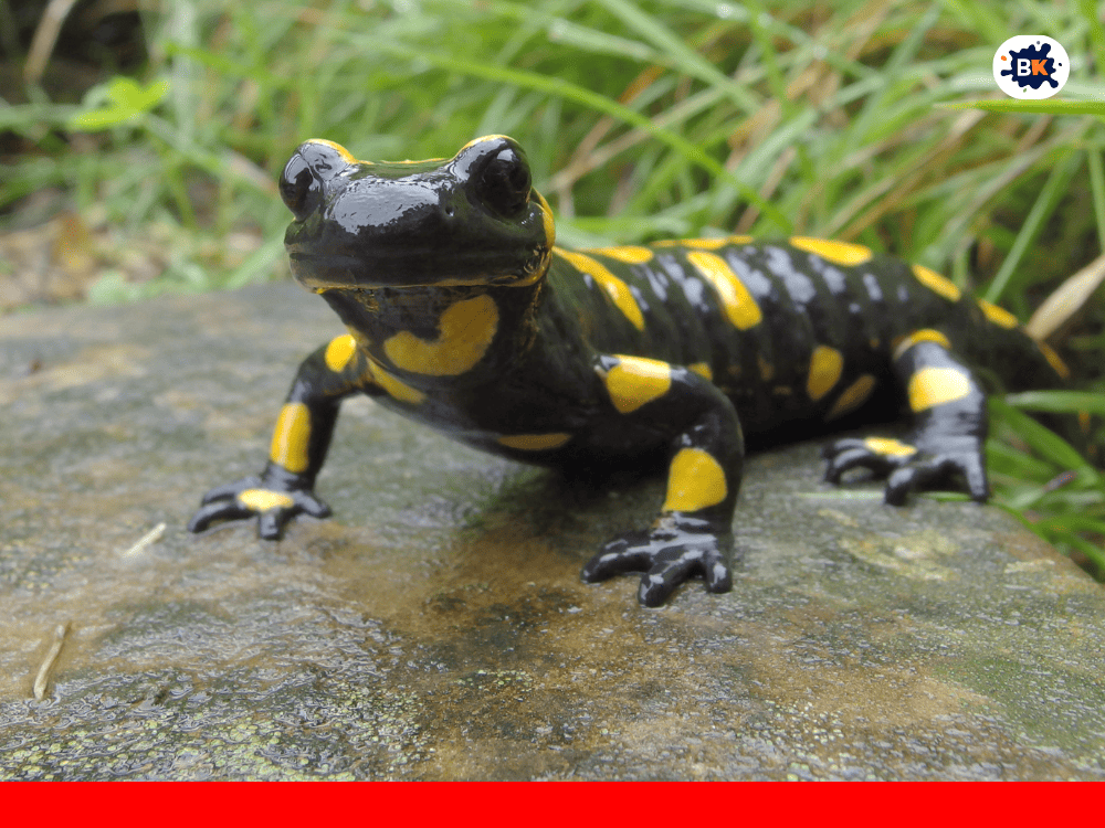 Salamander Golden Thing