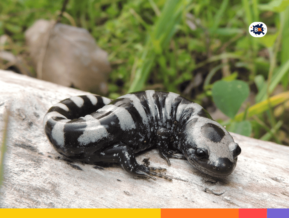 Salamanders Gray Thing