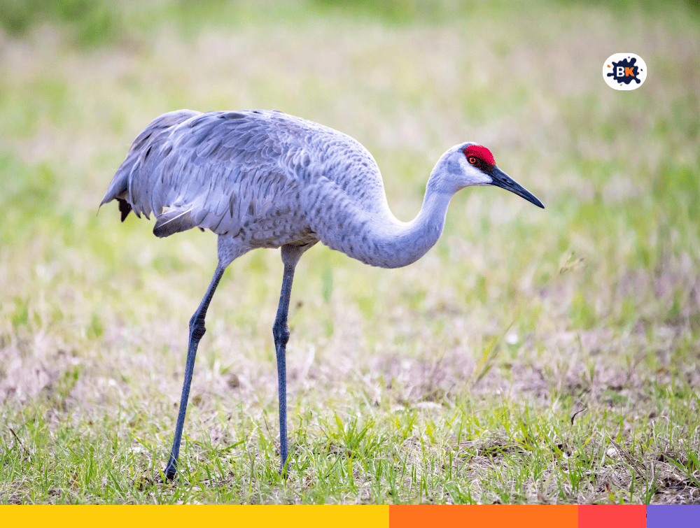 Sandhill Crane Gray Thing