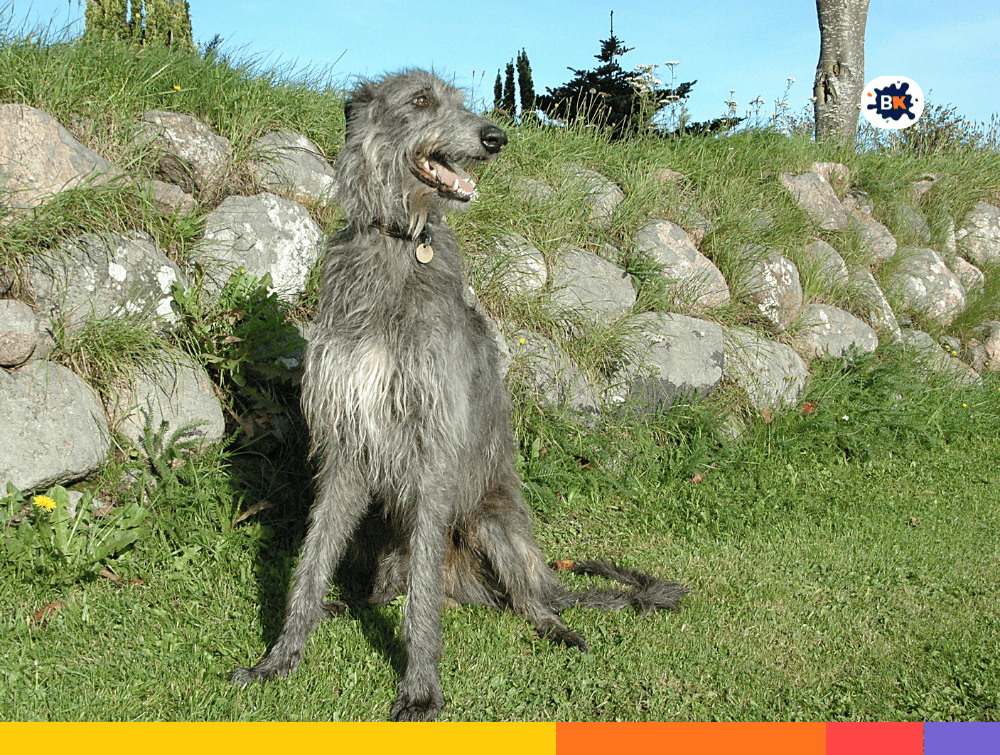 Scottish Deerhound Gray Thing