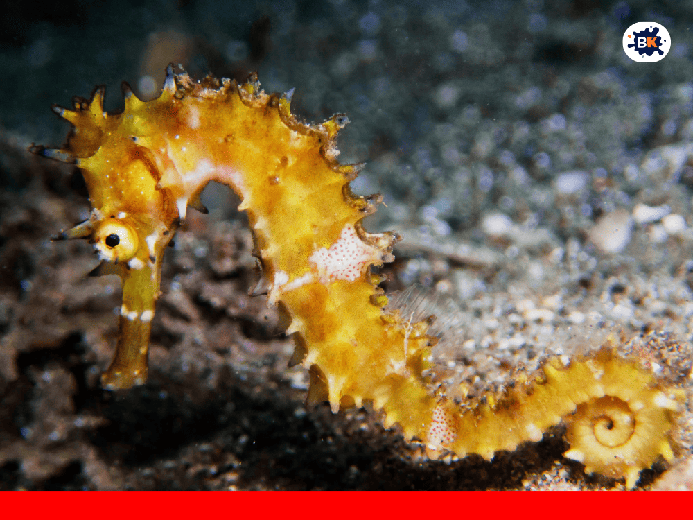 Seahorse Golden Thing
