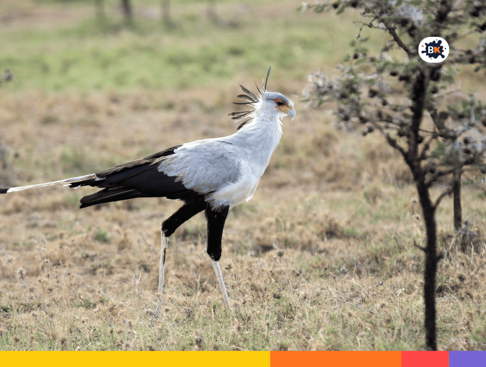 Secretary Bird Gray Thing