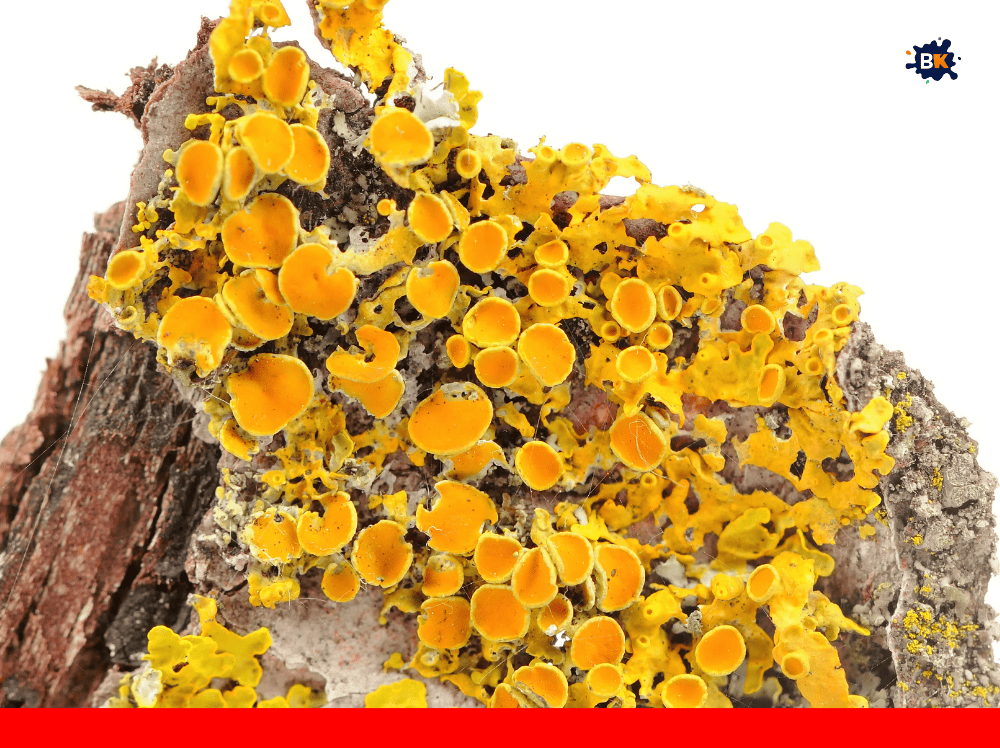 Shield Lichen Golden Thing