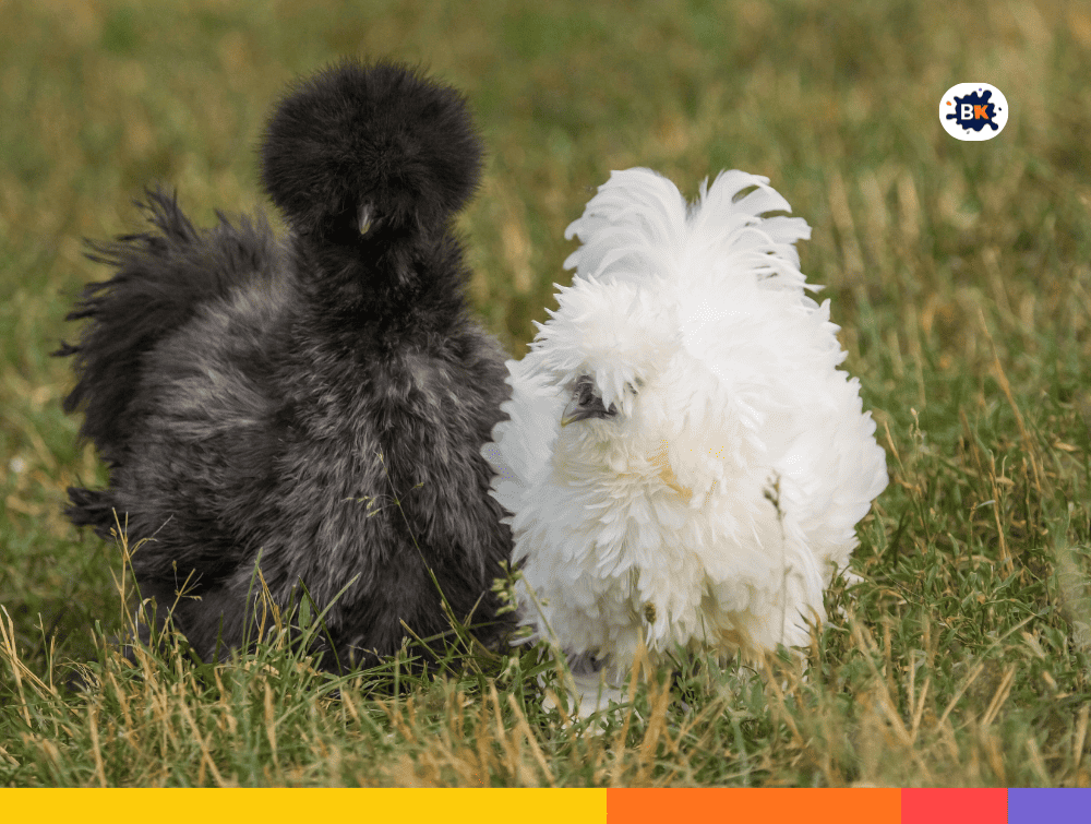Silkie Chickens Gray Thing