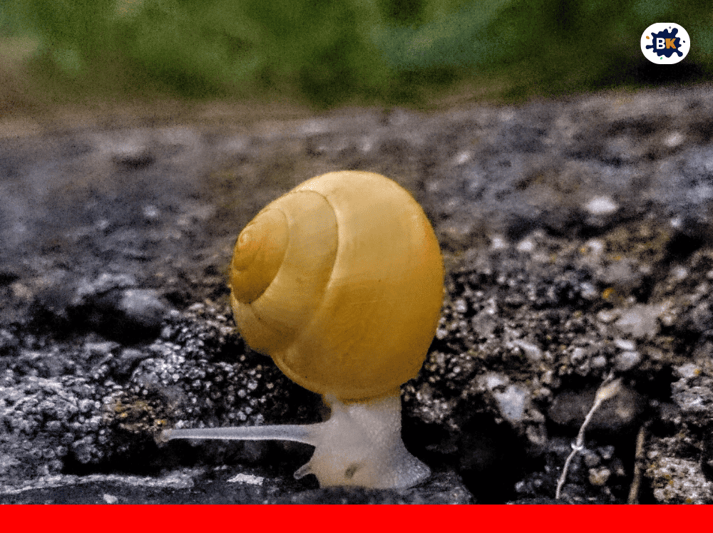 Snail Golden Thing