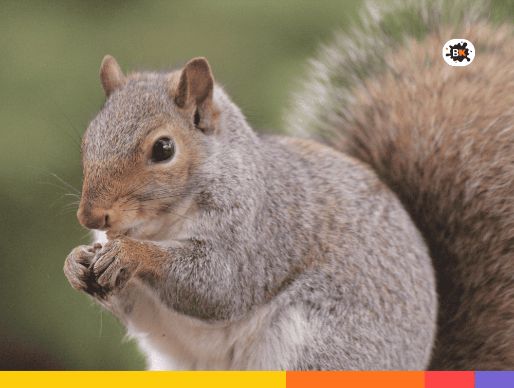 Squirrels Gray Thing