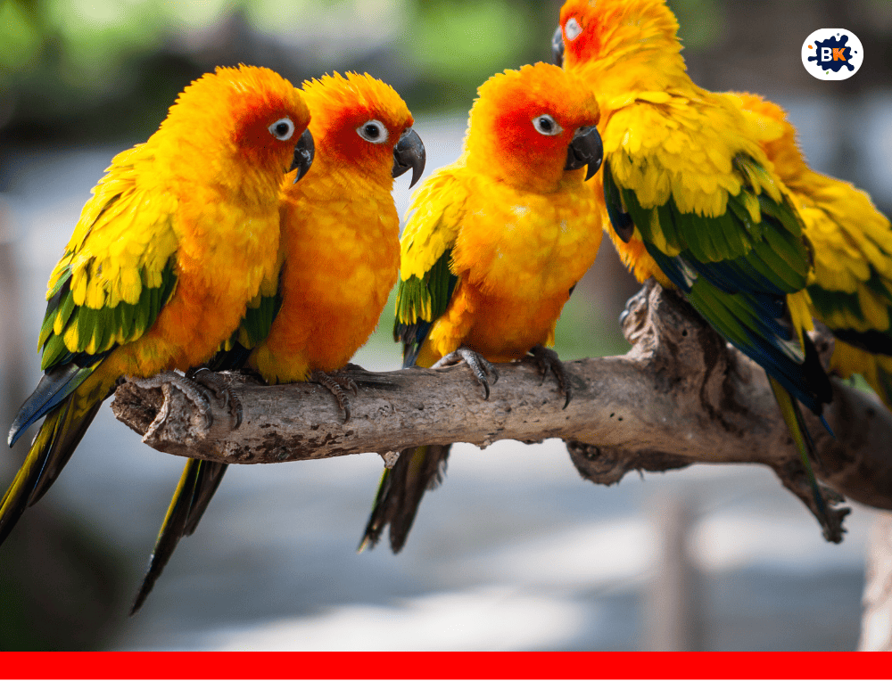 Sun Conure Parrot Golden Thing