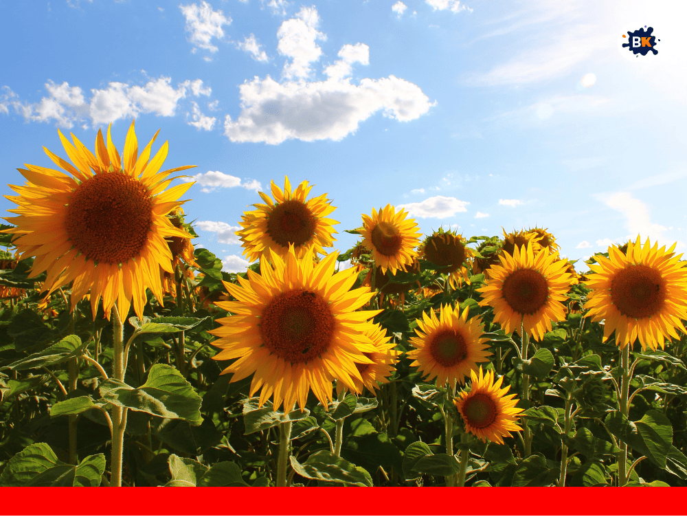 Sunflower Golden Thing