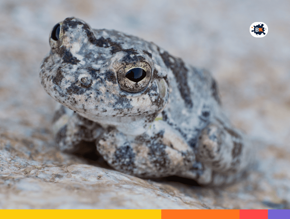 Treefrog Gray Thing