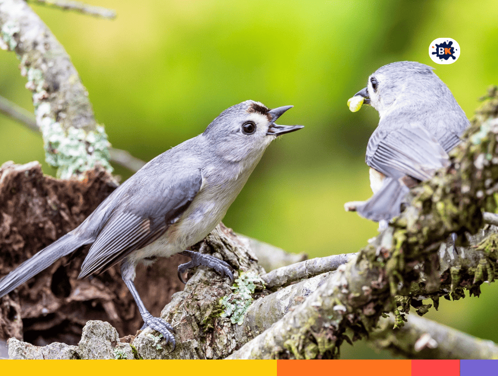 Tufted Titmice Gray Thing