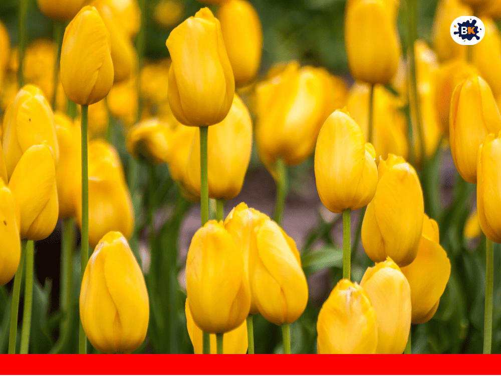 Tulip Golden Thing