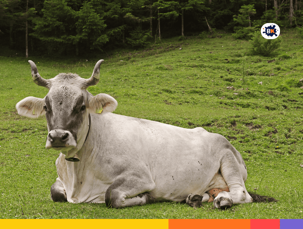 Tyrolese Cattle Gray Thing