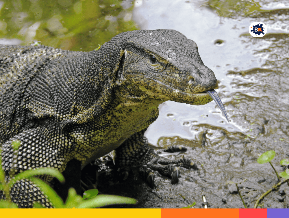 Water Monitor Gray Thing