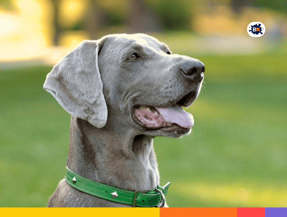 Weimaraner Dog Gray Thing