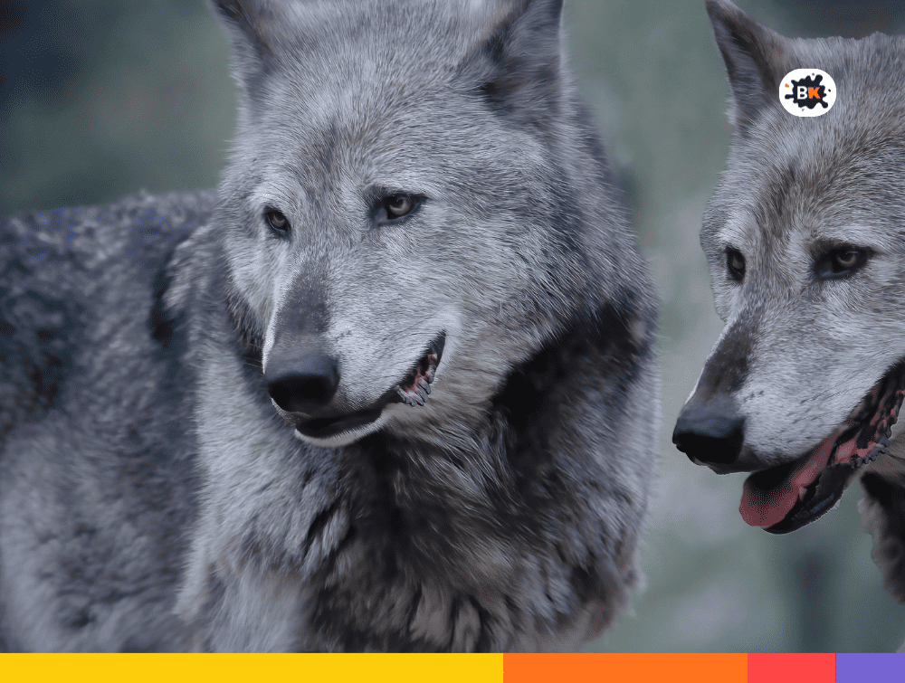 Wolves Gray Thing