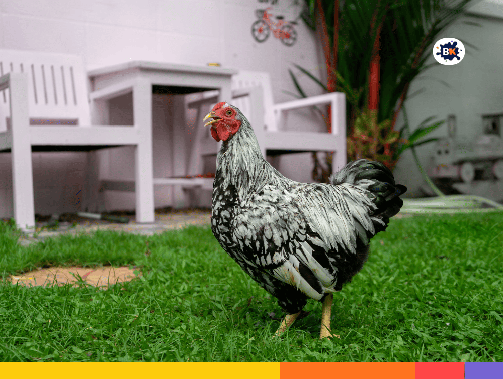 Wyandotte Chickens Gray Thing