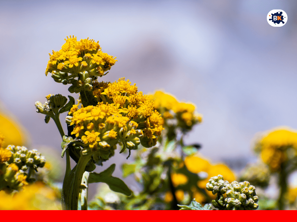 Yarrow Golden Thing
