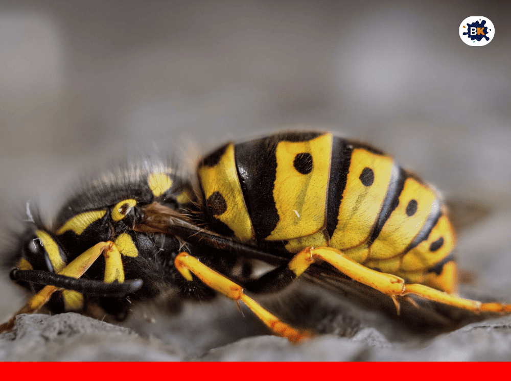 Yellow Jacket Golden Thing