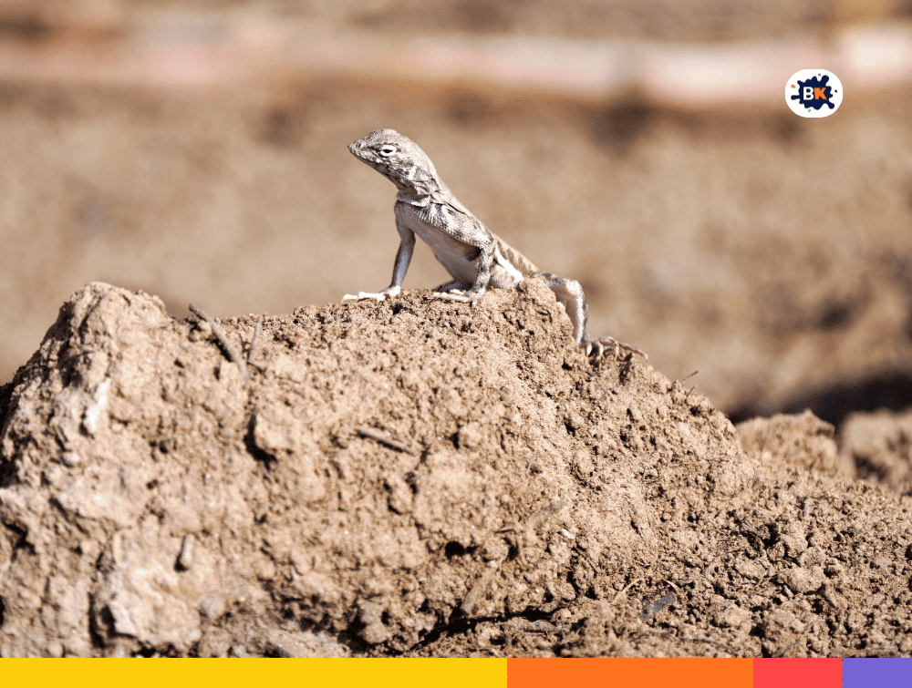 Zebra-Tailed Lizards Gray Thing