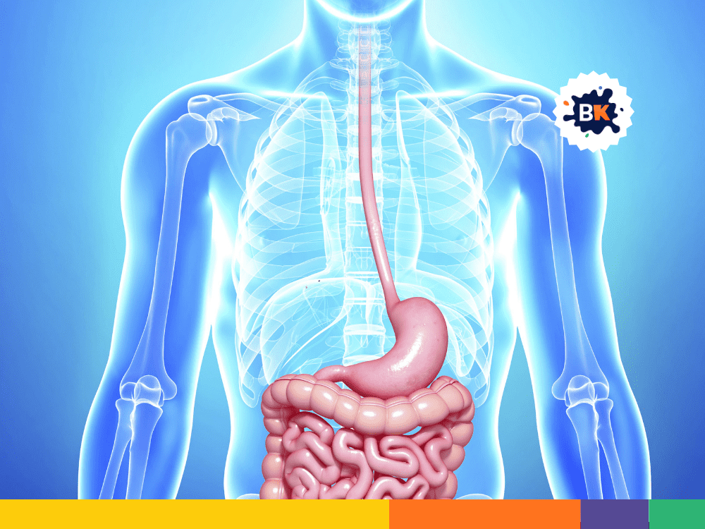 Excretory System Facts Excretory System Facts