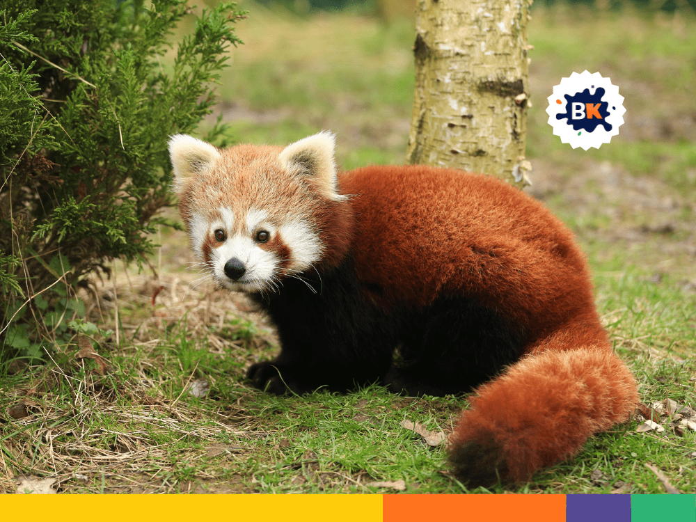 Red Panda Has A Reddish Brown Coat Red Panda Has A Reddish Brown Coat