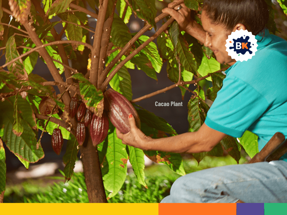 Cacao Plant Cacao Plant