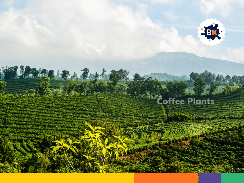 Coffee Plants Coffee Plants