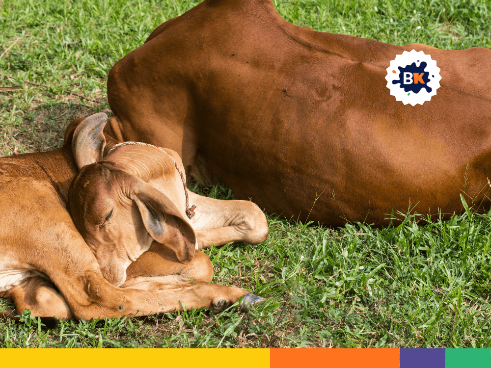 Cows Don’t Get A Lot Of Sleep Cows Don’t Get A Lot Of Sleep