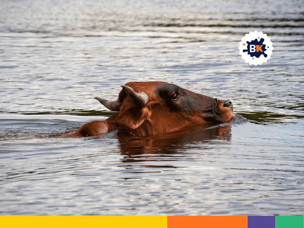Cows can Swim Cows can Swim