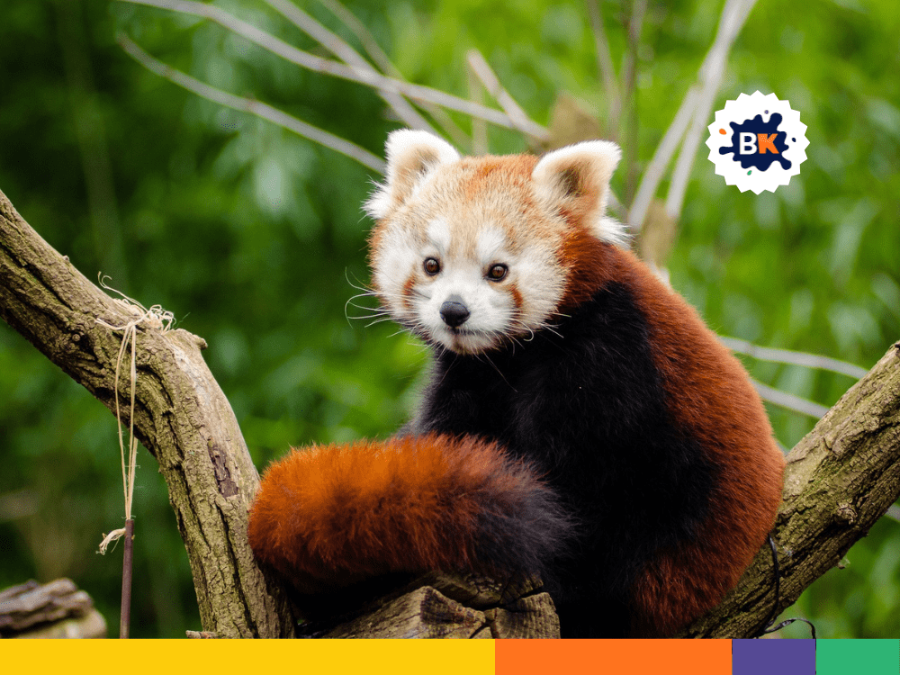 Red Pandas Are Endangered Animals Red Pandas Are Endangered Animals