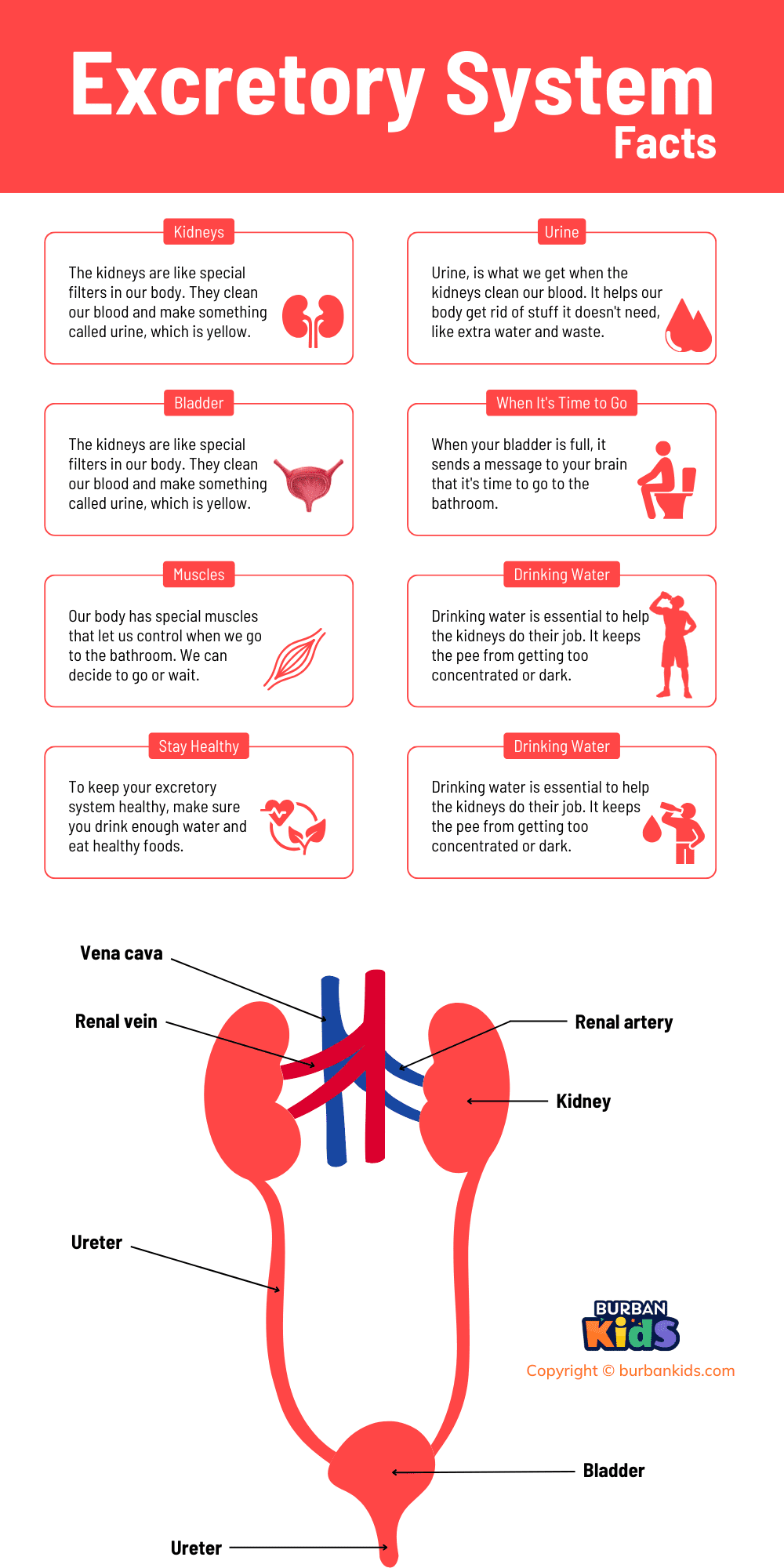 Excretory System Facts Excretory System Facts