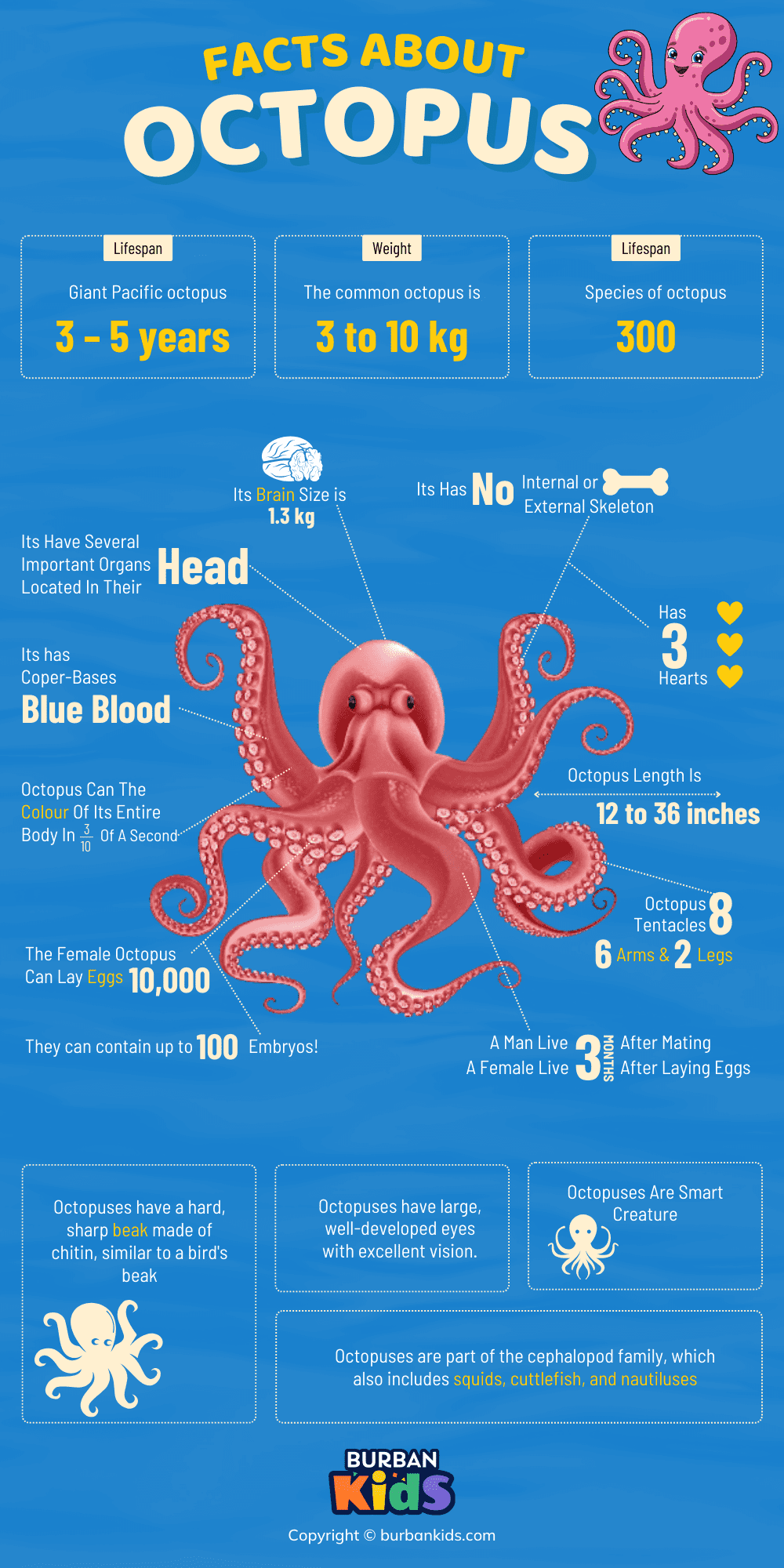 Octopus Facts Octopus Facts