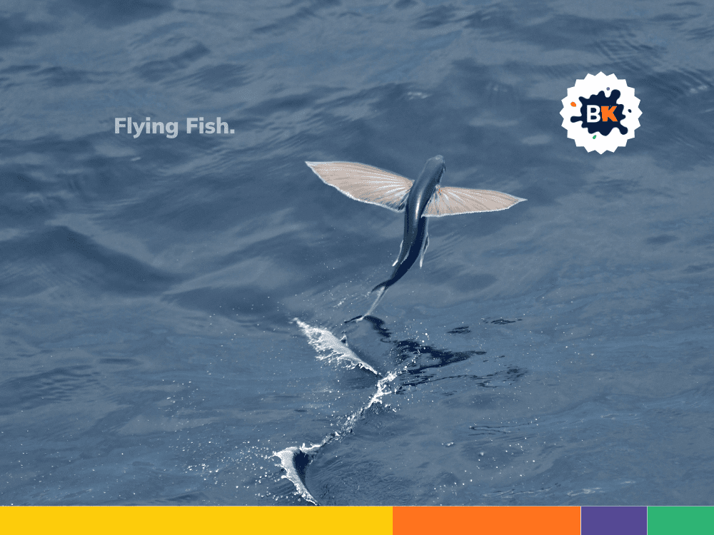 Flying Fish Of Barbados Flying Fish Of Barbados