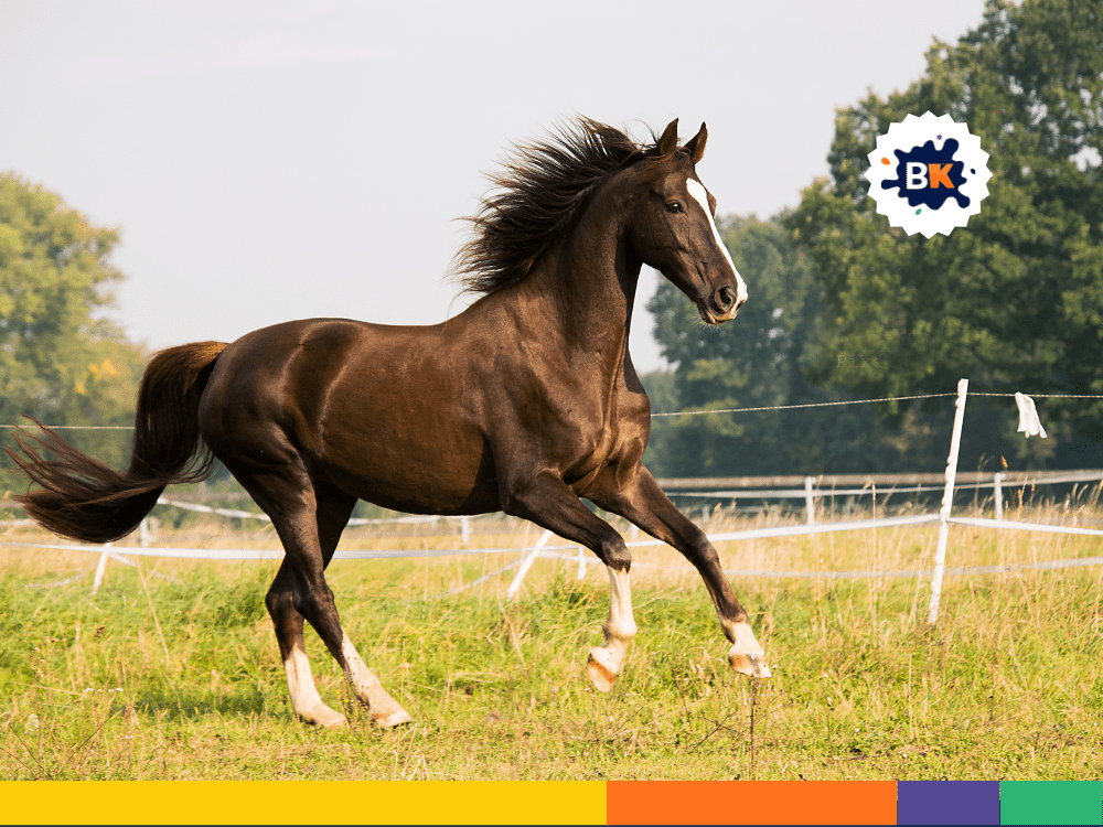 Horses Cannot Burp Or Vomit Horses Cannot Burp Or Vomit