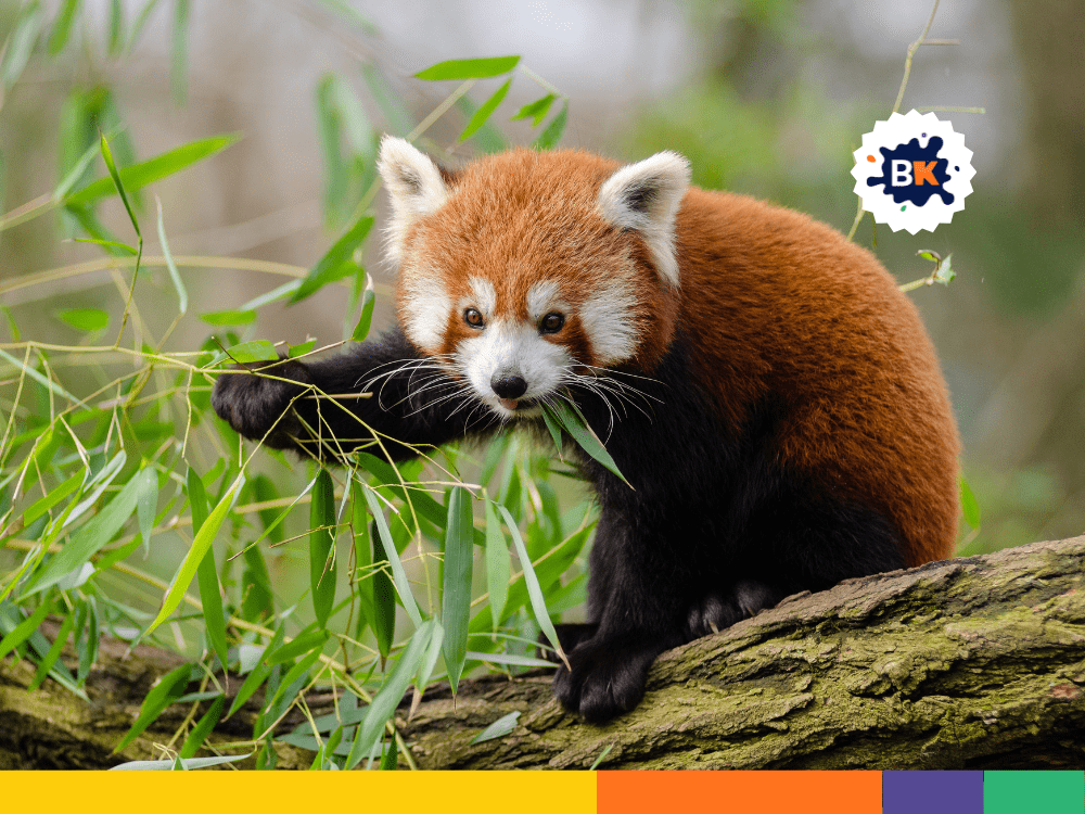 Red Pandas Have Cultural Significance Red Pandas Have Cultural Significance