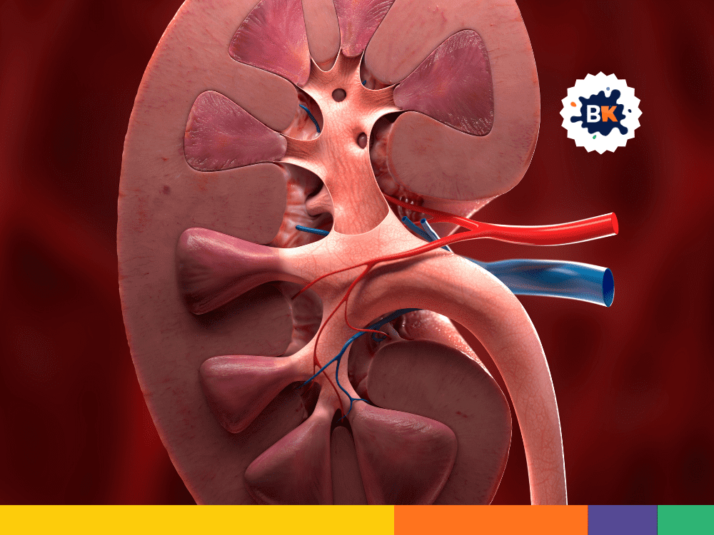 Kidneys Never Rest Kidneys Never Rest