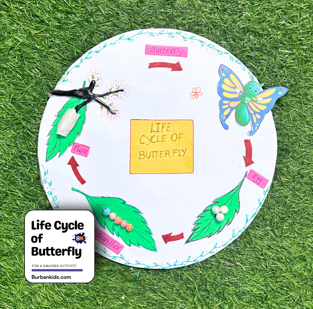 Life Cycle of Butterfly Life Cycle of Butterfly