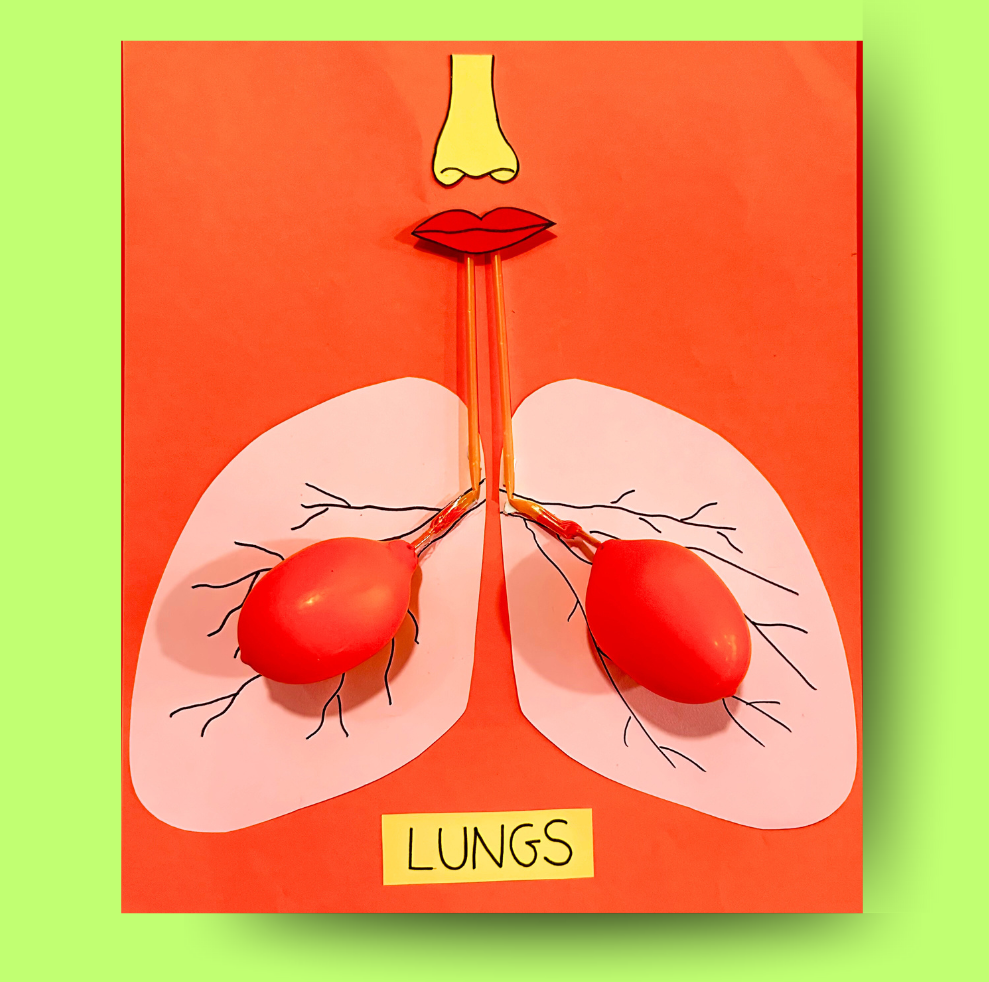 _Lung Model Lung Model