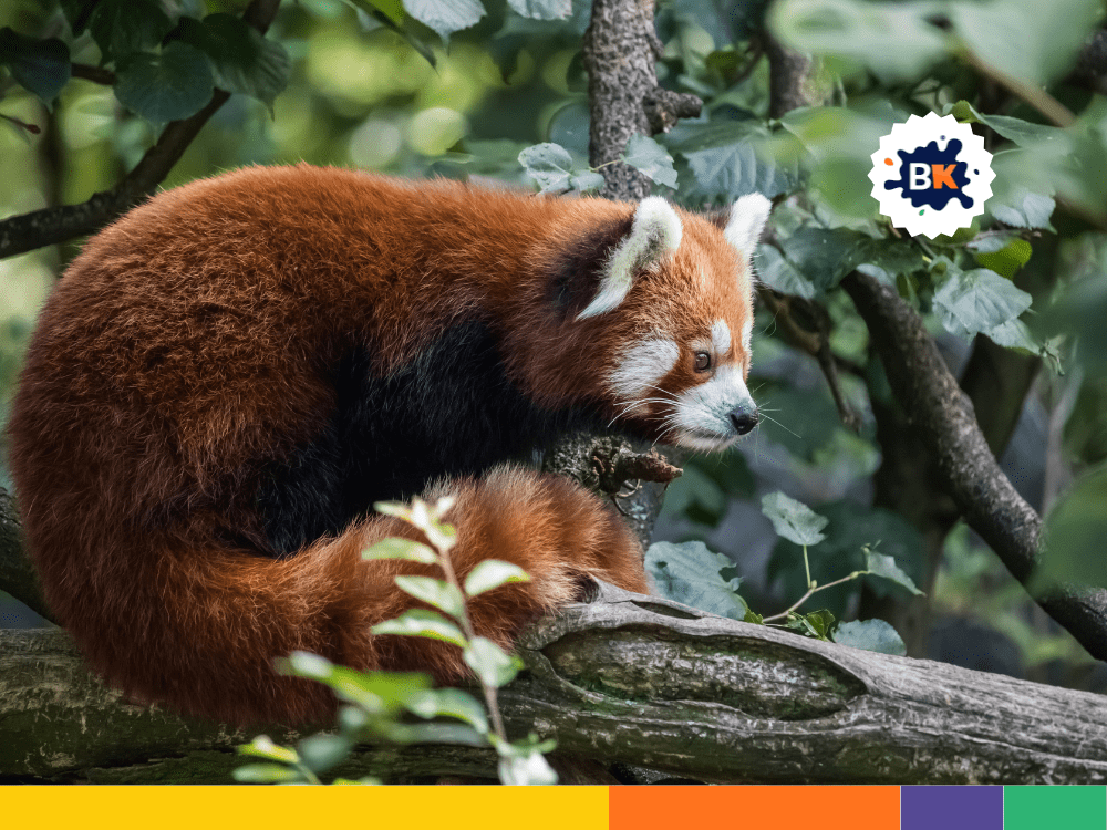 Red Pandas Are Nocturnal Animals. Red Pandas Are Nocturnal Animals.
