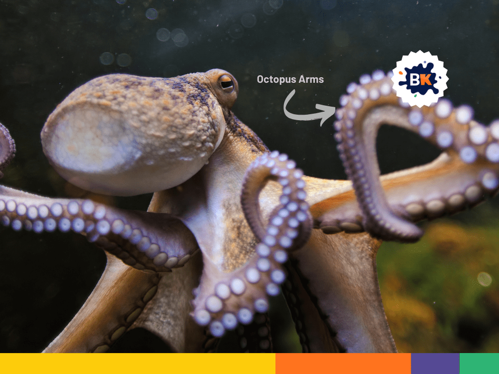 Octopus Arms Are Multi-Taskers Octopus Arms Are Multi-Taskers