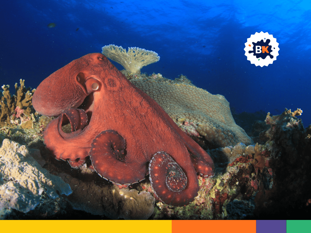 Octopus’s Sensitivity To Pollution Octopus’s Sensitivity To Pollution