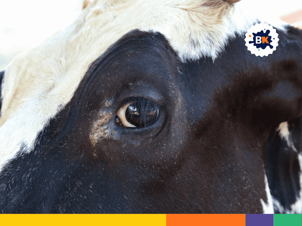 Panoramic Eyesight of Cows Panoramic Eyesight of Cows