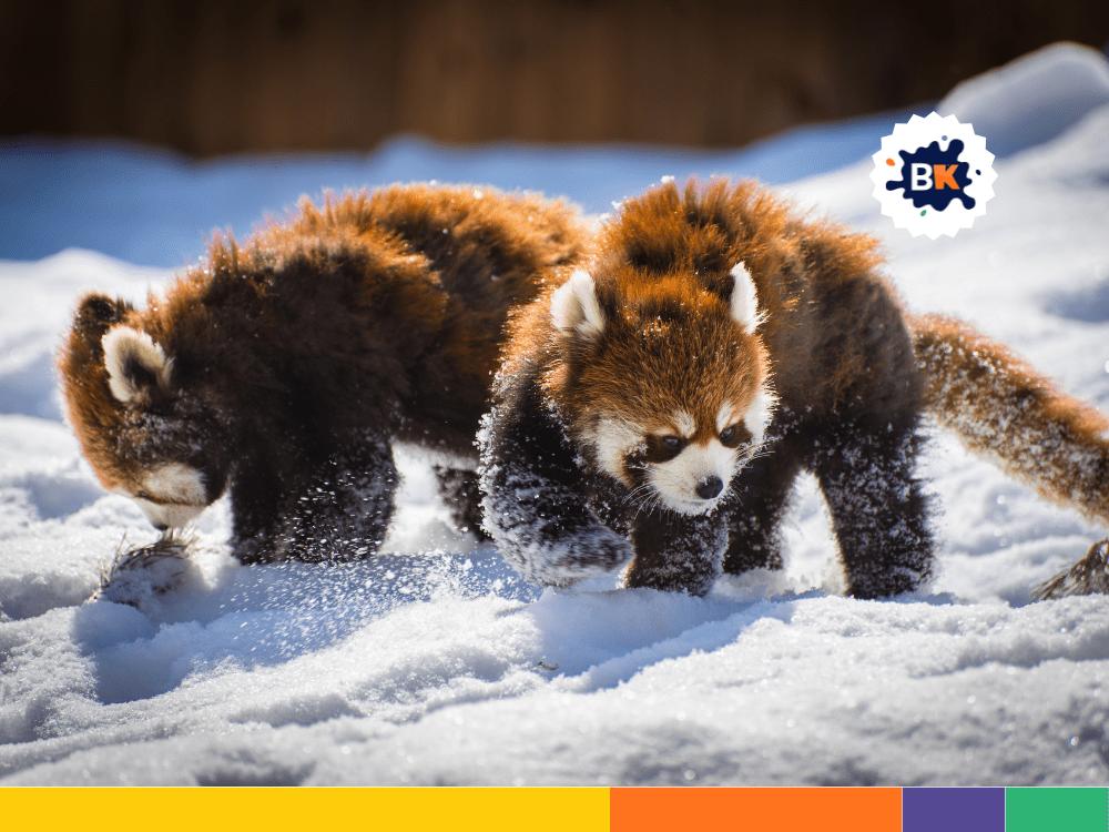 Red Pandas Are Native To Himalayas And Southwestern China. Red Pandas Are Native To Himalayas And Southwestern China.