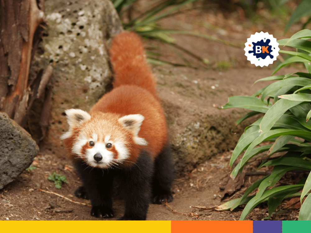 Red Pandas Have Many Scientific Names. Red Pandas Have Many Scientific Names