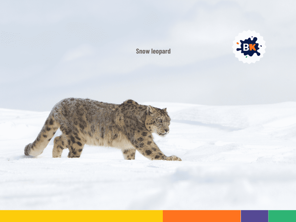 Snow leopard Snow leopard