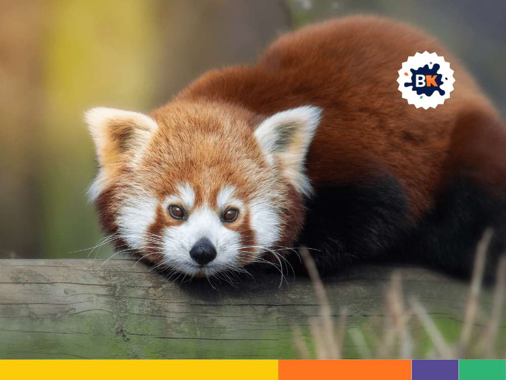 Red Pandas Are Solitary Animal Red Pandas Are Solitary Animal