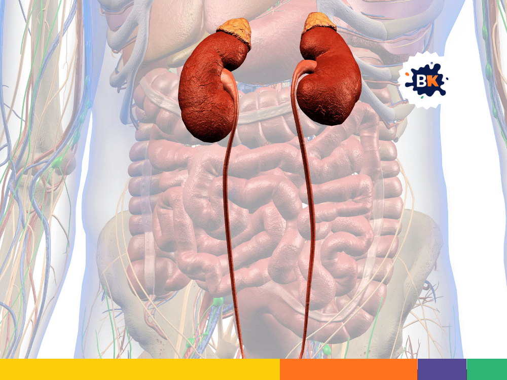 Surprising Functions Of Your Kidneys Surprising Functions Of Your Kidneys