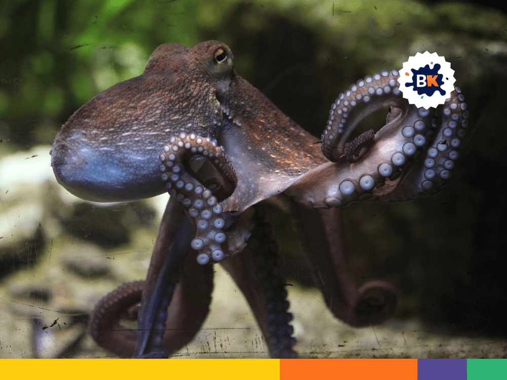 Octopus’s Ink Sac Octopus’s Ink Sac