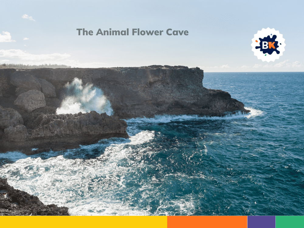 Animal Flower Cave Of Barbados Animal Flower Cave Of Barbados