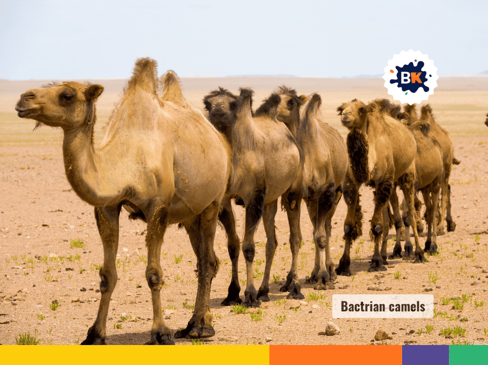 Camels Camels